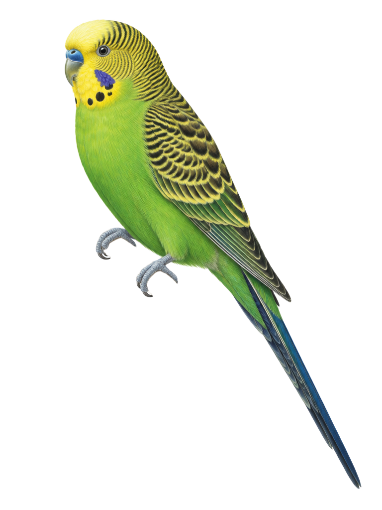 Natural-history drawing of a Budgerigar